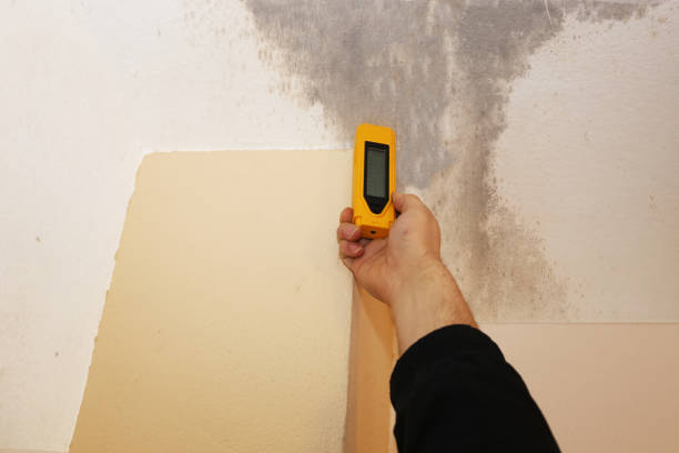  Hunter, OH Mold Removal Pros